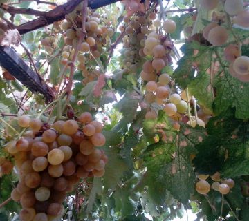 انگور بهبود یافته با هیومیک اسید