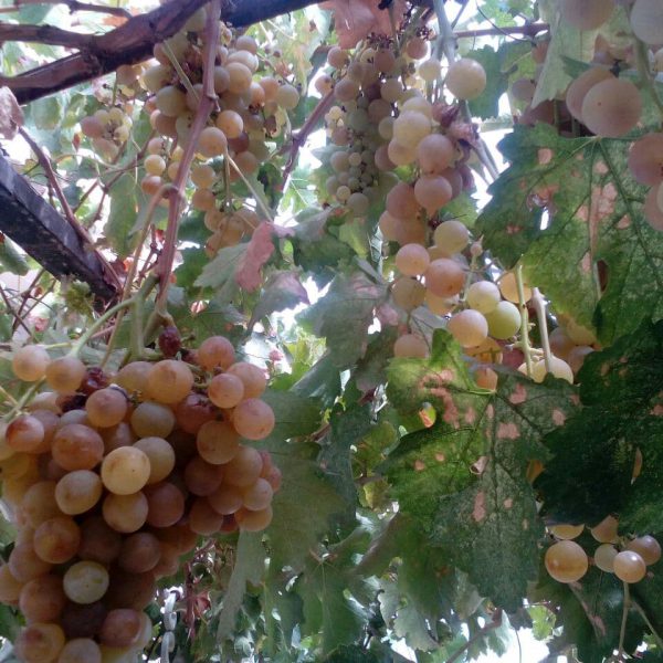 انگور بهبود یافته با هیومیک اسید