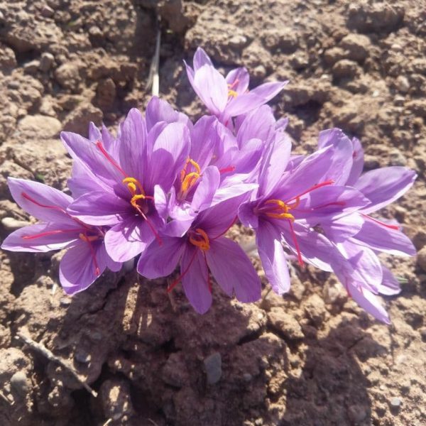 تقویت زعفران